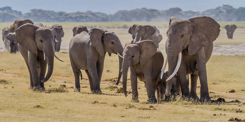 Amboseli game drives