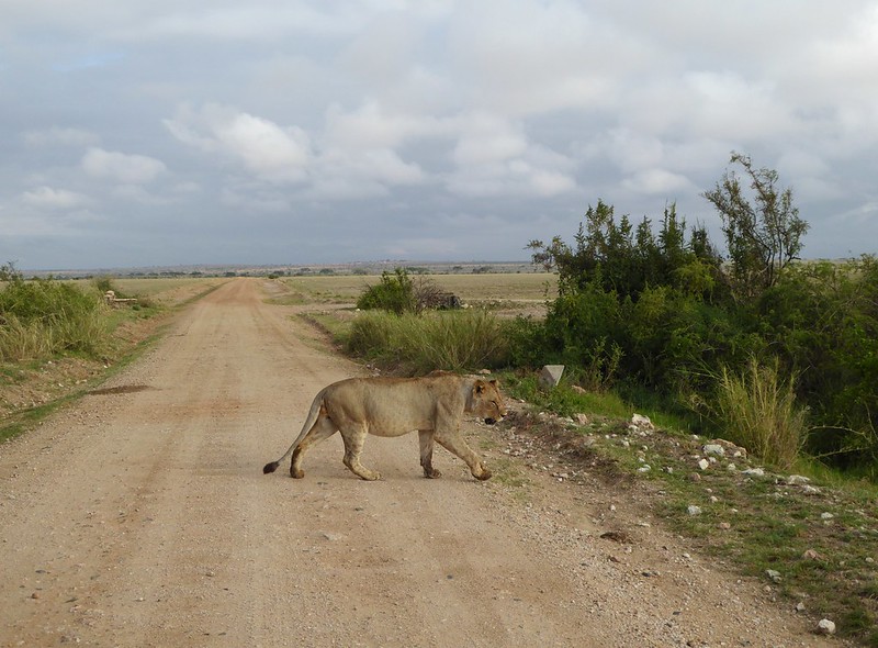 amboseli lions